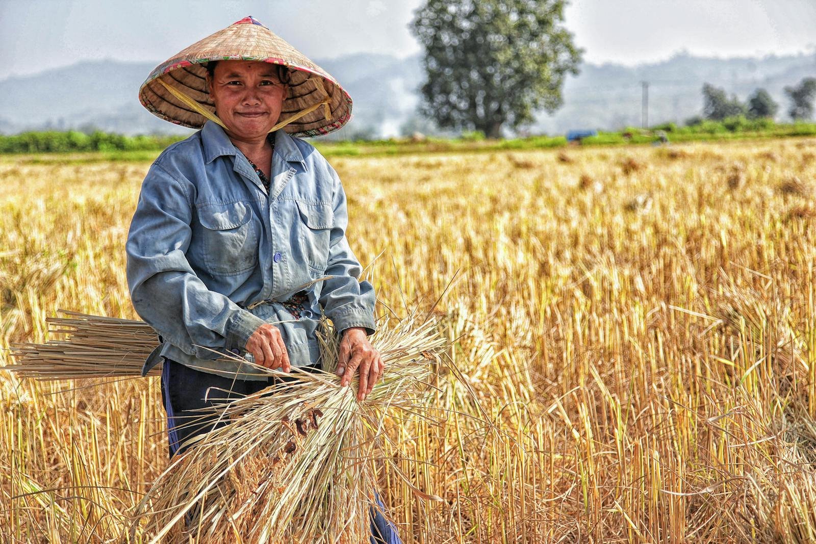 Autónomo Agrícola Felipe Toledo Smiling farmer harvesting wheat in a rural field. Traditional attire and straw hat worn under sunny skies.