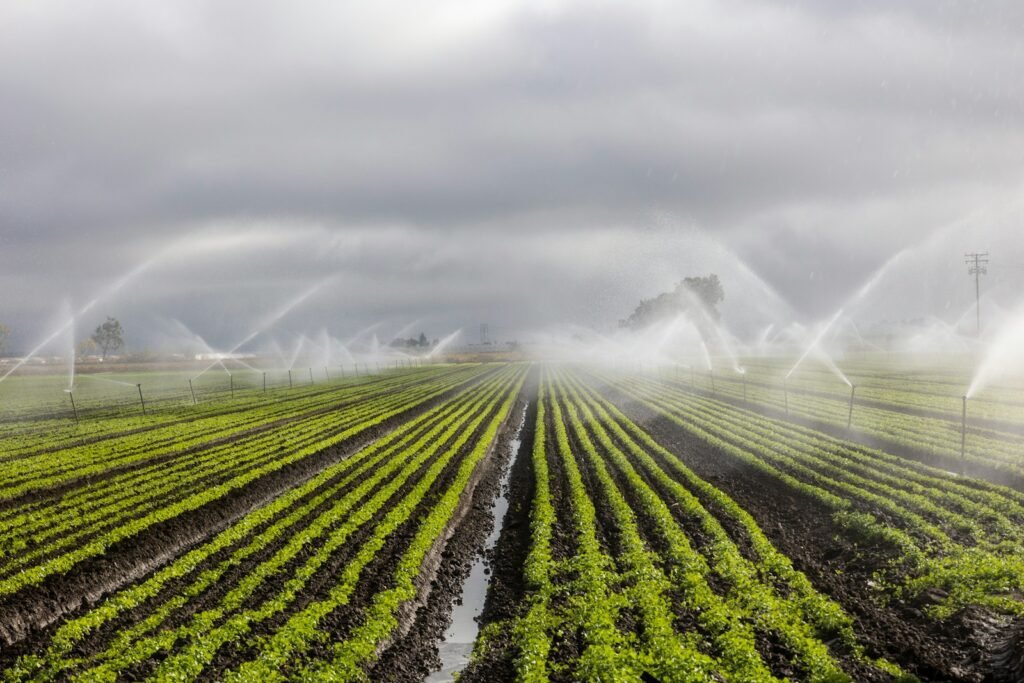 Autónomo Agrícola Felipe Toledo sprinklers spraying water on a field of crops